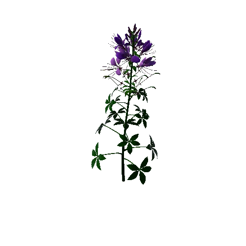 Flower Cleome hassleriana3. 1